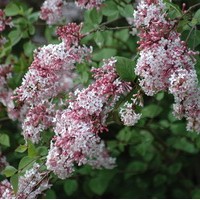 SYRINGA microphylla superba SYRINGA microphylla superba