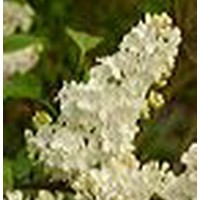 SYRINGA primrose SYRINGA primrose