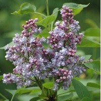 SYRINGA vulgaris Katherine Havemeyer SYRINGA vulgaris Katherine Havemeyer