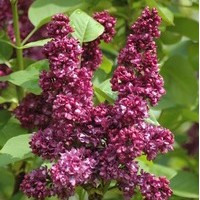SYRINGA vulgaris Charles Joly SYRINGA vulgaris Charles Joly