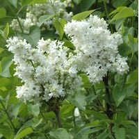 SYRINGA vulgaris Mme Lemoine SYRINGA vulgaris Mme Lemoine