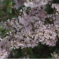 SYRINGA persica SYRINGA persica