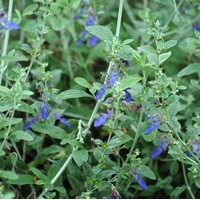 TEUCRIAN fructicans TEUCRIAN fructicans