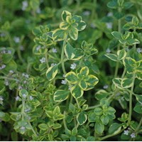 THYMUS citriodorus aureus THYMUS citriodorus aureus