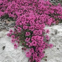 THYMUS praecox