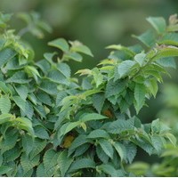 ULMUS jacqueline Hillier ULMUS jacqueline Hillier