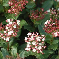 VIBURNUM Tinus