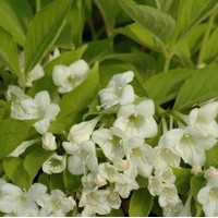 WEIGELIA blanc WEIGELIA blanc