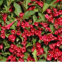 WEIGELIA red prince WEIGELIA red prince