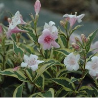 WEIGELIA florida variegata