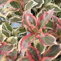 WEIGELIA monet WEIGELIA monet