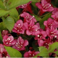 WEIGELIA bristol ruby