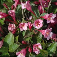 WEIGELIA florida minuet WEIGELIA florida minuet