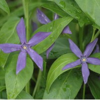 VINCA acutiloba VINCA acutiloba