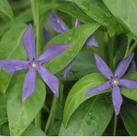 VINCA acutiloba