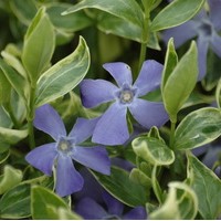 VINCA minor argenteomarginata VINCA minor argenteomarginata