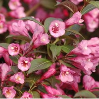 WEIGELIA florida victoria WEIGELIA florida victoria