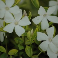 VINCA minor aureovariegata VINCA minor aureovariegata