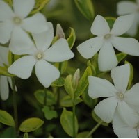 VINCA minor aureovariegata