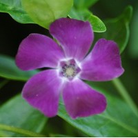 VINCA minor atropurpurea