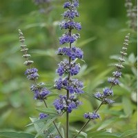 Vitex agnus cactus Vitex agnus cactus