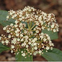 VIBURNUM davidii VIBURNUM davidii