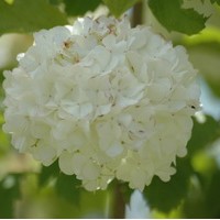 VIBURNUM opulus roseum VIBURNUM opulus roseum