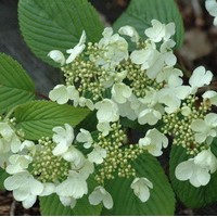 VIBURNUM plicatum mariesi VIBURNUM plicatum mariesi
