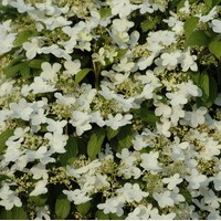 VIBURNUM plicatum watanabe VIBURNUM plicatum watanabe