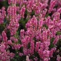 BRUYERE calluna vulgaris dark star BRUYERE calluna vulgaris dark star