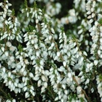 BRUYERE calluna vulgaris kinlochruel BRUYERE calluna vulgaris kinlochruel