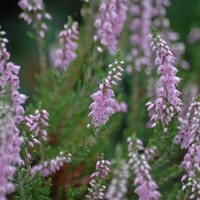 BRUYERE calluna vulgaris spring troch BRUYERE calluna vulgaris spring troch