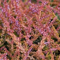 BRUYERE calluna vulgaris wickwar flame BRUYERE calluna vulgaris wickwar flame