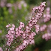BRUYERE erica arbustive méditerranea BRUYERE erica arbustive méditerranea