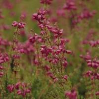 BRUYERE erica cinerea katinka BRUYERE erica cinerea katinka