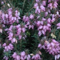BRUYERE erica darleyensis fursey BRUYERE erica darleyensis fursey