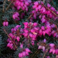 BRUYERE erica darleyensis kramer BRUYERE erica darleyensis kramer