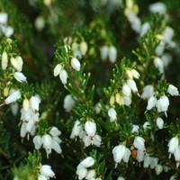 BRUYERE erica darleyensis white glow BRUYERE erica darleyensis white glow