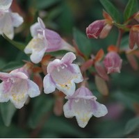 ABELIA Grandiflora ABELIA Grandiflora