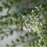 ABELIA Chinensis sélection ABELIA Chinensis sélection