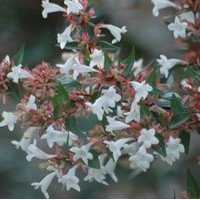 ABELIA Grandiflora Semperflorens ABELIA Grandiflora Semperflorens