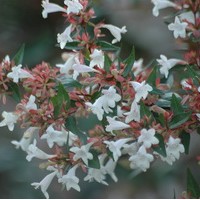 ABELIA Grandiflora Semperflorens