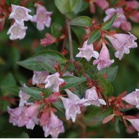 ABELIA Edward Gaucher ABELIA Edward Gaucher