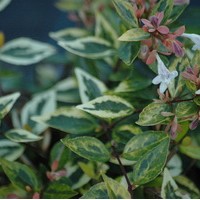 ABELIA Gold spot