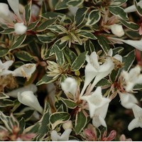 ABELIA Chinensis Variegata