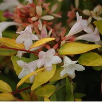 ABELIA Francis Masson