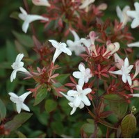 ABELIA Prostata ABELIA Prostata