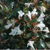 ABELIA Rupestri ABELIA Rupestri