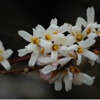 ABELIOPHYLLUM Distichum ABELIOPHYLLUM Distichum