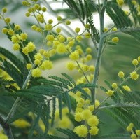ACACIA Dealbata ACACIA Dealbata